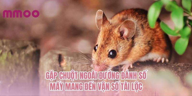 Gặp chuột ngoài đường đánh số mấy mang đến vận số tài lộc